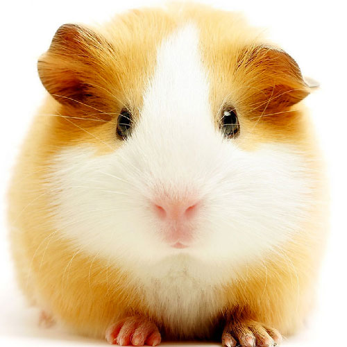 hamster